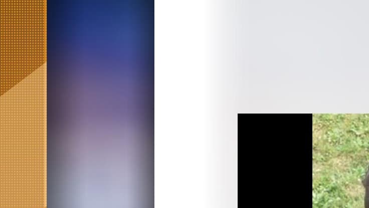 La SPA a dû mettre fin aux souffrances du chien.