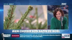 Comment choisir votre sapin de Noël ? Marie Dupin vous aide à réaliser votre choix.