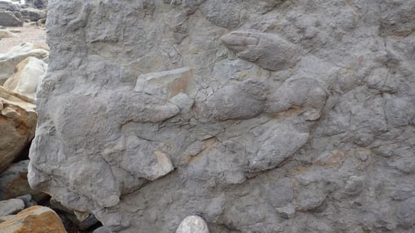 Deux grandes empreintes d'iguanodons, avec des traces de peau et de griffes. Deux grandes empreintes d'iguanodons, avec des traces de peau et de griffes.