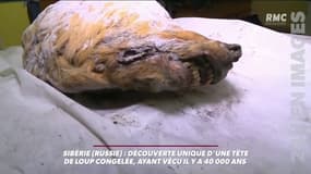 Découverte unique d'une tête de loup congelée en Russie