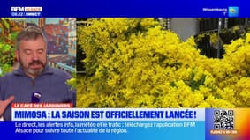 Le Café des Jardiniers: la saison du mimosa est officiellement lancée