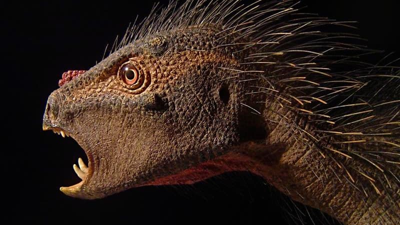 Une nouvelle espèce de dinosaure herbivore d'Afrique de la taille d'un chat et décrite comme un mélange entre "un oiseau, un vampire et un porc-épic" a été identifiée aux Etats-Unis dans un rocher venu d'Afrique du Sud. /Photo prise le 3 octobre 2012/REUT