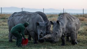 Zacharia Mutai, garde forestier d'Ol Pejeta et soigneur en chef, donne des granulés à deux des derniers rhinocéros blancs du Nord au monde, Najin (à droite), 35 ans, et sa fille Fatu, 24 ans, qui paissent ensemble dans la réserve d'Ol Pejeta, dans le comté de Laikipia, le 6 février 2025. Najin et sa fille Fatu sont les seuls rhinocéros blancs du Nord qui restent sur Terre. Le temps presse avant qu'elles ne deviennent les dernières d'une longue lignée d'animaux que l'homme a braconnés jusqu'à l'extinction.