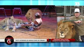 À la Une des GG: Faut-il interdire les animaux dans les cirques ? - 27/11