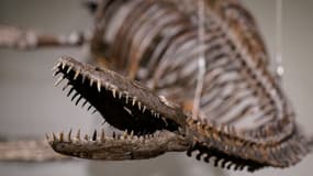Ce squelette de plésiosaure, une espèce de dinosaure associée dans la culture contemporaine au monstre du Loch Ness, va être vendu aux enchères à New York