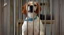 Un chien patiente dans une cage d'un refuge de la SPA (Société Protectrice des Animaux), le 13 août 2007 à Gennevilliers.