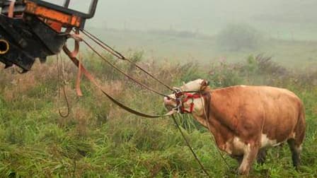 Au terme de trois mois de fugue, Yvonne, paisible vache bavaroise, a été retrouvée vendredi en Allemagne. Elle était devenue une star des médias outre-Rhin où sa traque a mobilisé des hélicoptères équipés d'infrarouge. Elle a été capturée dans un champ no