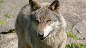 Le loup a été abattu dans la nuit du 14 au 15 mai, en Savoie.