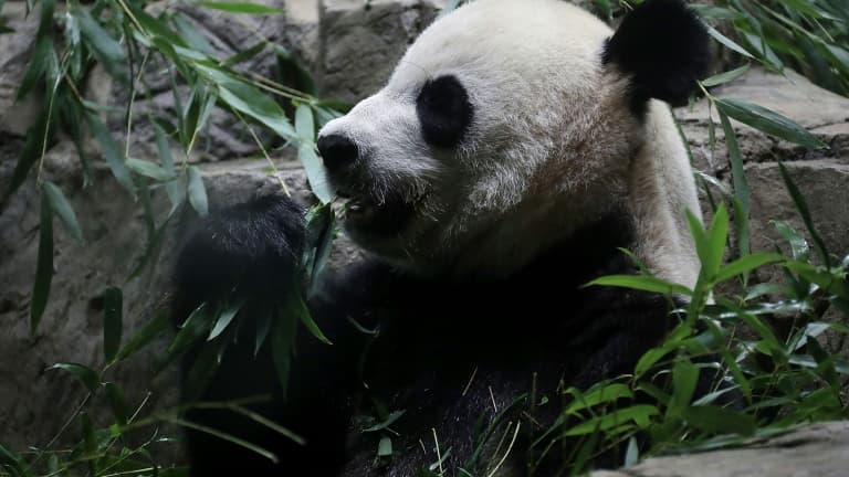 La femelle panda Mei Xiang dans son enclos du zoo de Washington le 22 août 2016