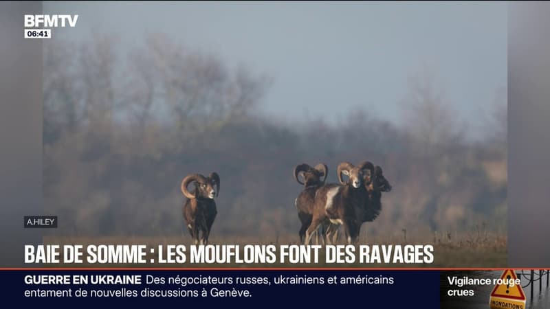 Les mouflons font des ravages dans la baie de Somme