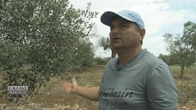 La peste de l'olivier continue de progresser en Europe