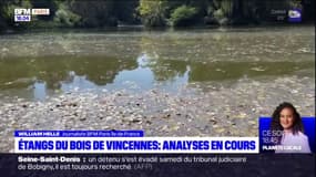 Bois de Vincennes: suspicion de cyanobactéries dans le lac de Saint-Mandé
