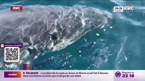 Un grand requin blanc a été aperçu dans les eaux de Porquerolles 