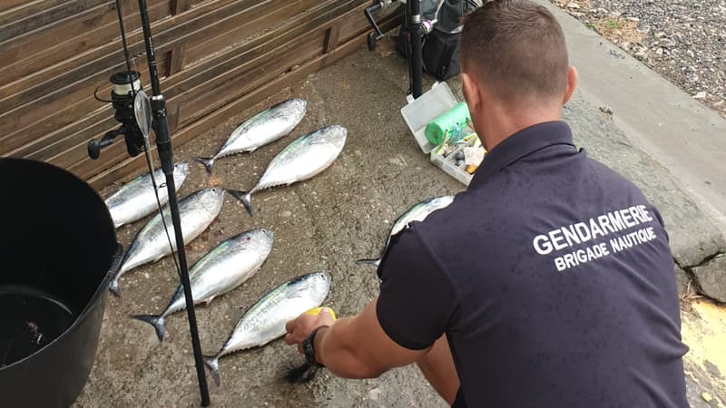 Les thons découverts par la gendarmerie.