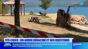 Sainte-Croix-du-Verdon: les questions des habitants après le déracinement d'un arbre qui avait déjà causé la mort d'un enfant l'été dernier