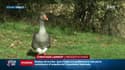 Un premier cas de grippe aviaire a été détecté en France, toutes les volailles sont confinées