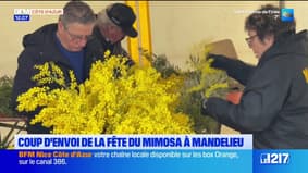 La fête du mimosa démarre à Mandelieu-la-Napoule