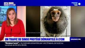 Lyon: un trafic de singe protégé démantelé