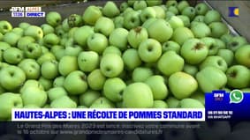 Hautes-Alpes: une récolte de pommes bonne mais hétérogène