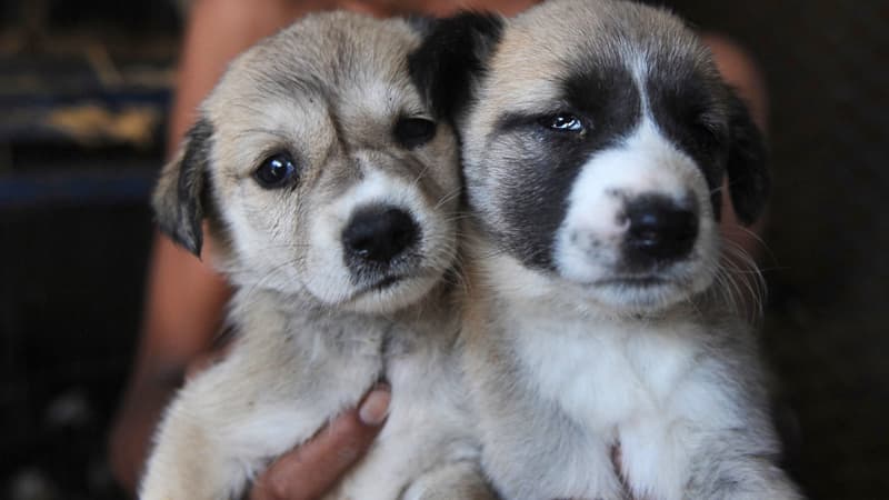 Des chiots au Pakistan. (photo d'illustration)