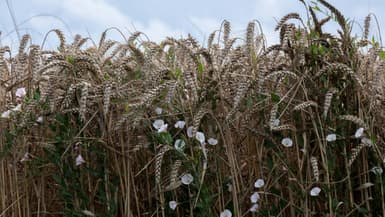 Un champ de blé prêt à être moissonné à Saint-Philbert-sur-Risle, dans l'Eure, le 7 août 2023