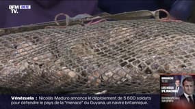 Désolation dans le bassin d'Arcachon face à l'interdiction de la vente d'huitres