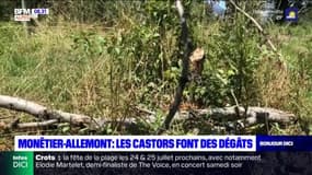 Hautes-Alpes: les castors font des dégâts à Monêtier-Allemont