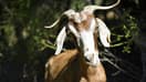 Une chèvre dans le parc naturel de Collserola, près de Barcelone, le 12 mai 2022.