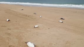 Des manchots morts retrouvés sur des plages uruguayennes