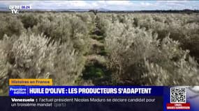 Le prix de l'huile d'olive flambe face à la sécheresse, forçant les producteurs à s'adapter