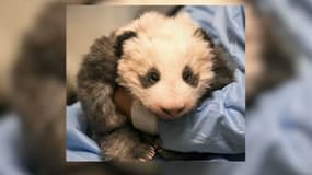 "Une grosse peluche en vivant." Le bébé panda de Beauval se porte bien !