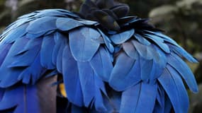 Plumes de perroquet. (Photo d'illstration)