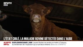 Dermatose nodulaire: la maladie bovine détectée dans l'Aude