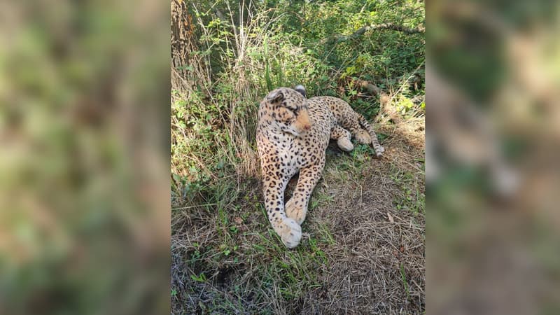 Une peluche de léopard sur le bas côté de la route à Lessay (Manche), fin septembre 2024.