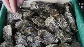 A l'exception d'une zone au nord de l'île de Ré, la consommation, la vente et le ramassage des crustacés et coquillages a été rétablie vendredi sur le littoral de Charente-Maritime. /Photo d'archives/REUTERS/Régis Duvignau