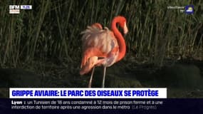 Grippe aviaire: un dispositif pour protéger les espèces au Parc des oiseaux