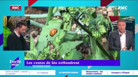 La Minute Conso : Les ventes de bio s'éffondrent - 28/02