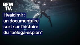 "Un animal unique": Hvaldimir, le documentaire sur l'histoire du "béluga-espion"