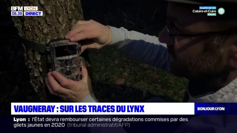 Vaugneray: sur les traces du lynx