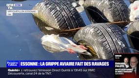  La grippe aviaire décime les oiseaux des lacs de l'Essonne