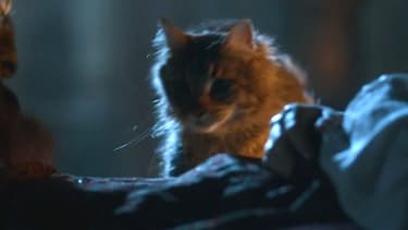 Ser Pounce