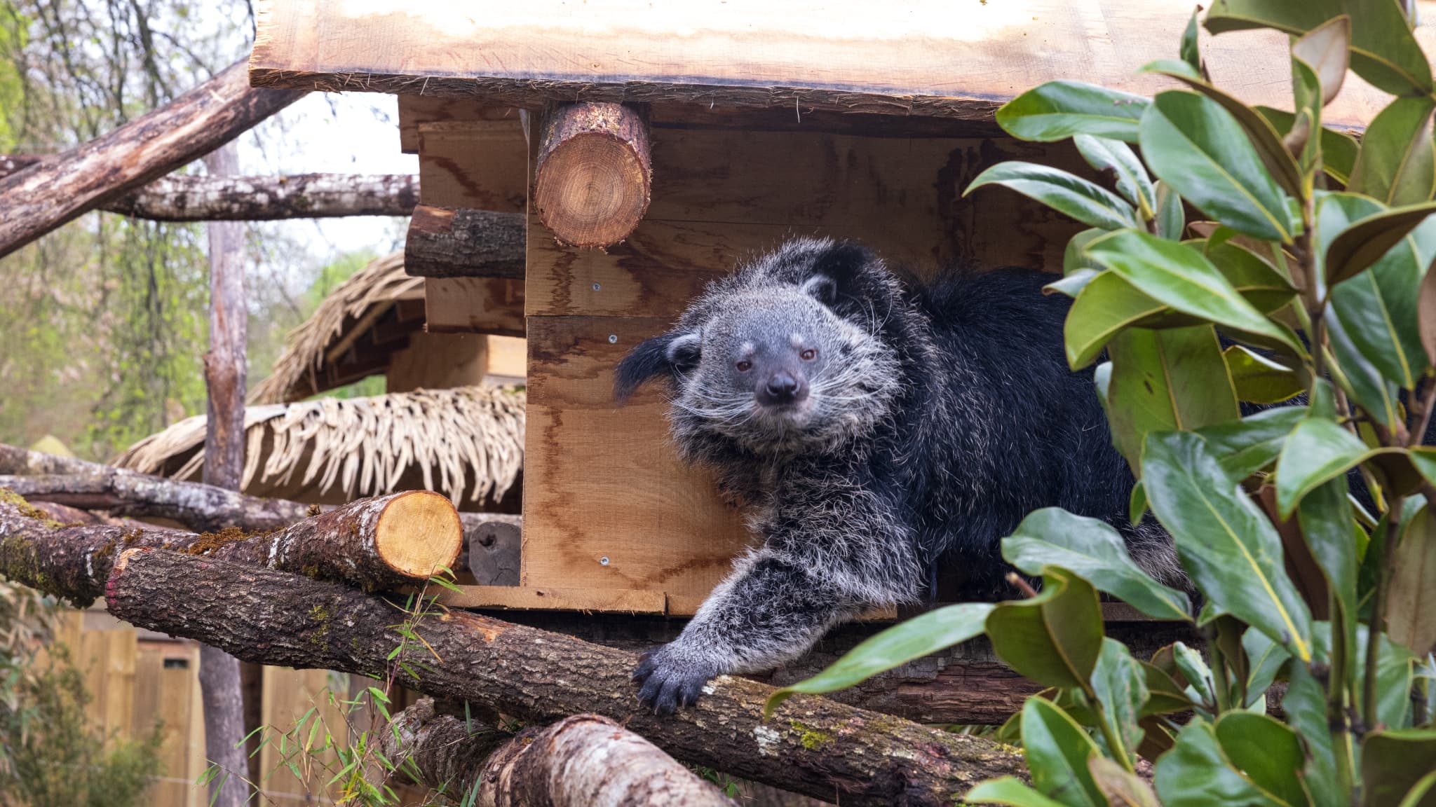 Shelly, la femelle binturongs arrivée au zoo de Beauval le 3 avril 2024. 