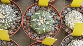 Les cactus-oursins saisis par les douanes