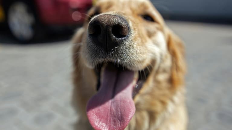 Un golden retriever, photo d'illustration