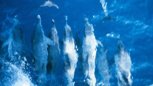 Groupe de dauphins.