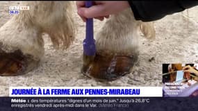 Passions Provence : Journée à la ferme aux pennes-mirabeau