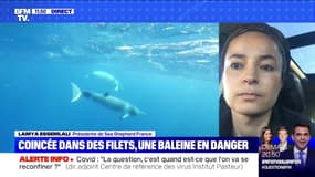Une baleine est coincée dans des filets au Japon. Que faire pour la sauver? - BFMTV répond à vos questions
