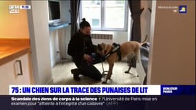 Paris: un chien traque les punaises de lit