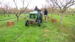 Á Irigny dans le Rhône, Remi Delesalle redoute des nouvelles nuits de gels, samedi 2 avril 2022 pour son exploitation d'abricotiers.