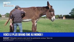 Avec 1m67 au garrot, voici l'âne le plus grand du monde